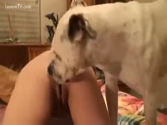 Big dog weenie for the enjoyment of a floozy follower of beast sex